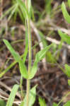 Eastern whiteflower beardtongue